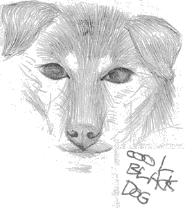 Cool Black Dog